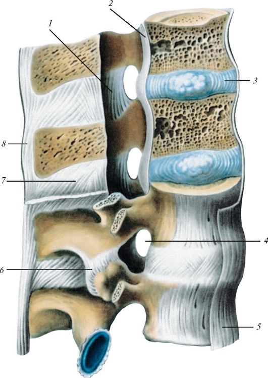 Соединения позвоночника суставы. Соединение позвонков вид сбоку. Связочный аппарат позвоночника анатомия. Соединения позвоночного столба синдесмозы. Позвоночный столб соединения позвонков.